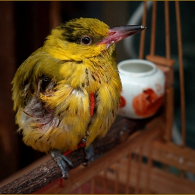 ..on the birdmarket..