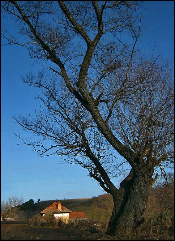 the tree