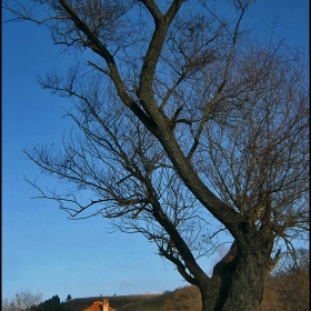 the tree