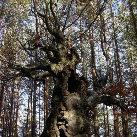 старец