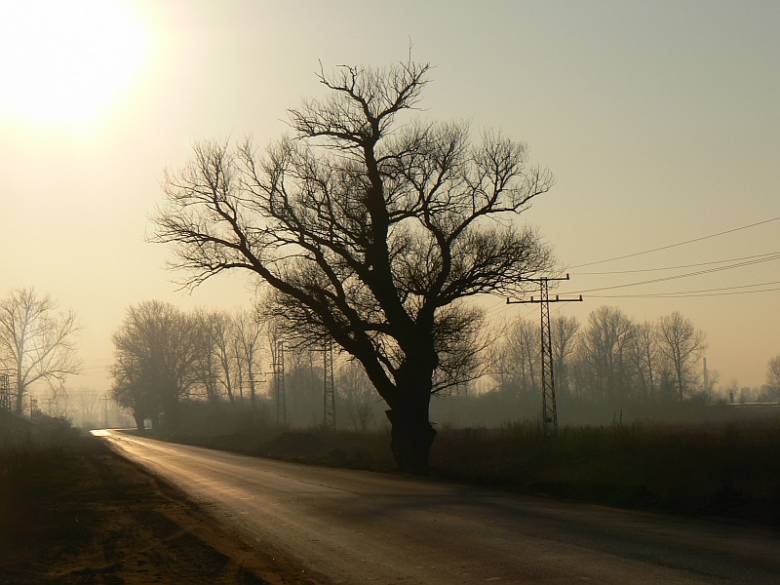 Самотник