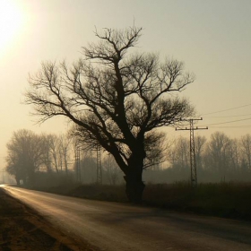 Самотник