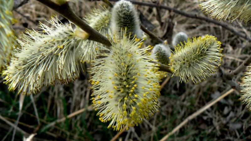 Proletni nastroenia2