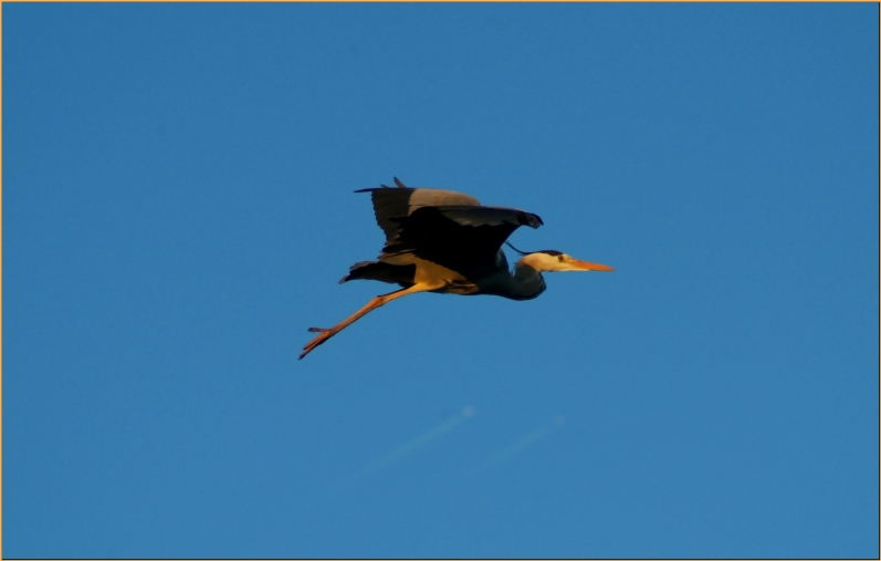 Heron