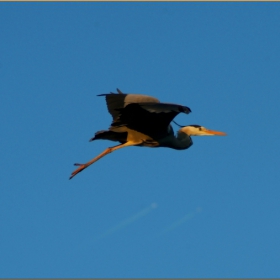 Heron