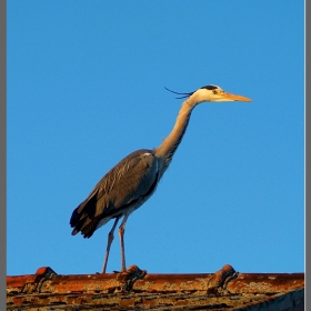 Heron on the roof