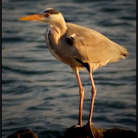 - Heron enjoys the sunny day  -