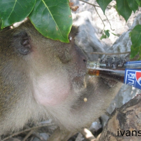 Monkey Beach,Phuket Island