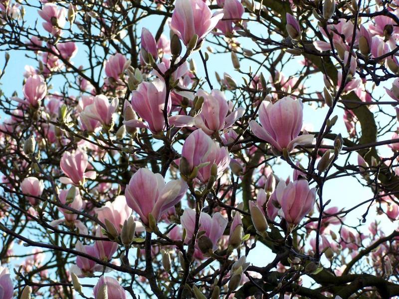 Magnolia