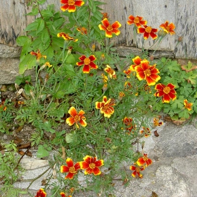 Flowers 4 U