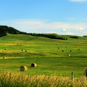 През плета