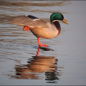 .. Proverka na 'kolesnitzite' ..