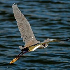 Над водата! (Egretta tricolor)