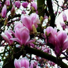 magnolia