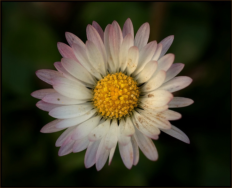 ...flowertime...