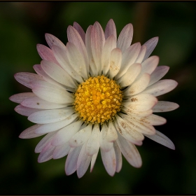 ...flowertime...