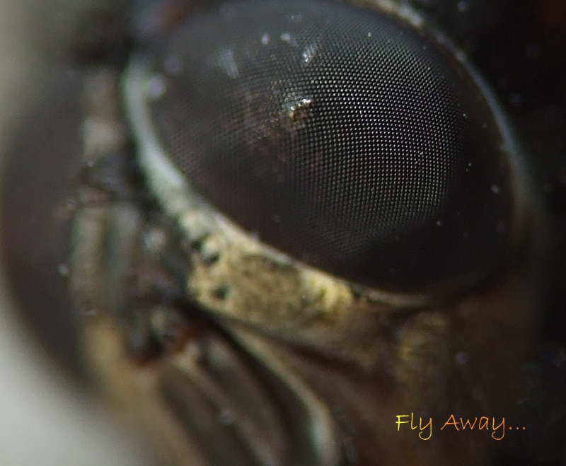 Fly Away