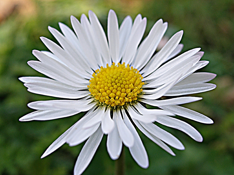 Margaritka