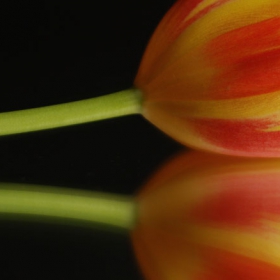 tulip