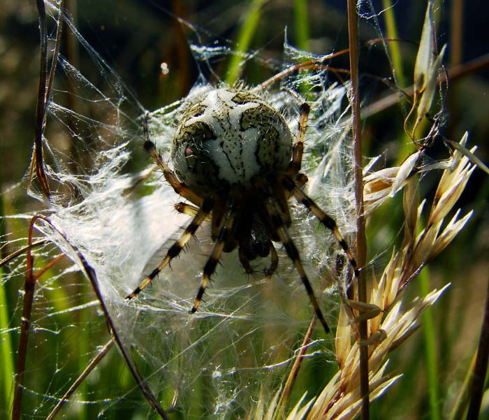 Spider