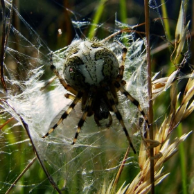 Spider