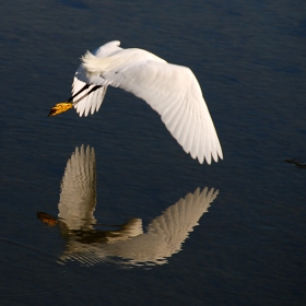 Snowy Egret (Egretta thula)