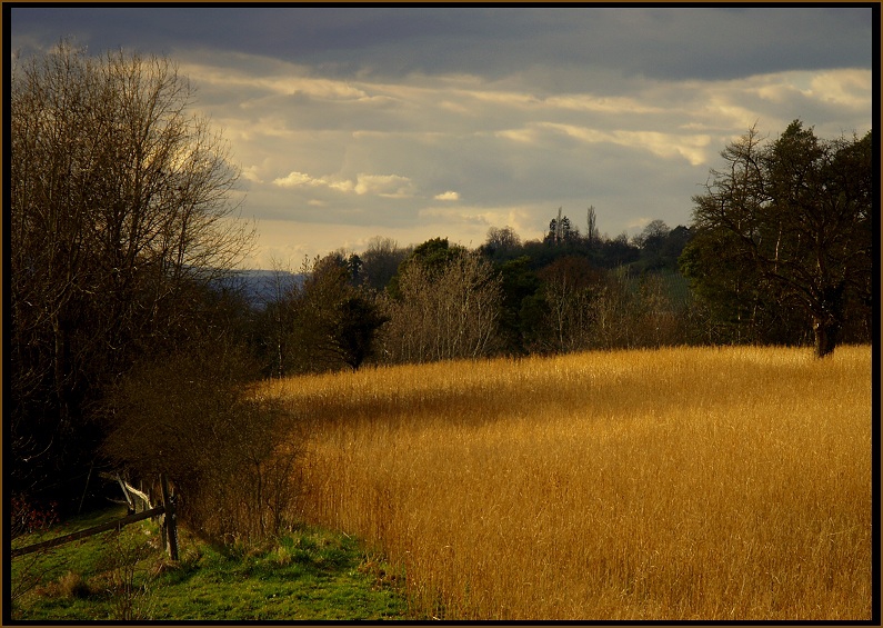 ..over the golden field..