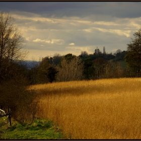 ..over the golden field..