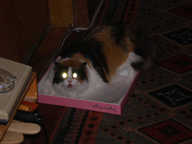 извънземна котка
