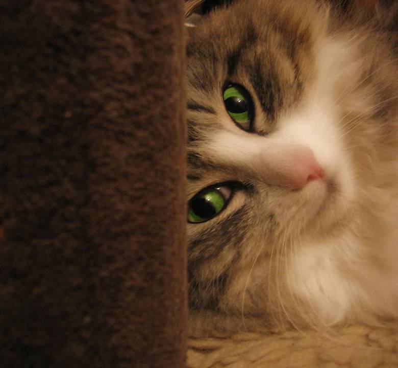 Kittie