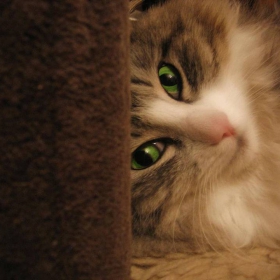 Kittie