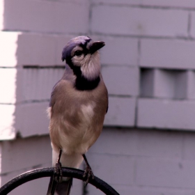 Blue jay