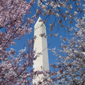 Cherry Blossom in Washington DC