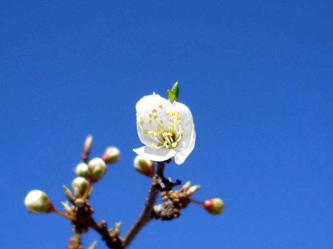 the spring is coming