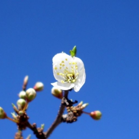 the spring is coming