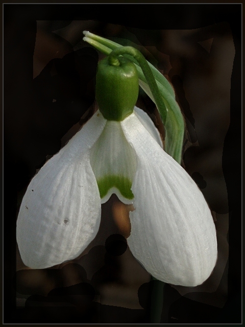 galantus nivalis