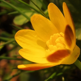 early flower