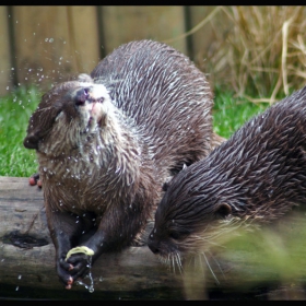 Otters