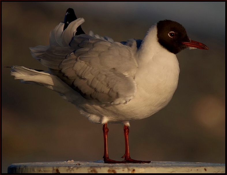 Test with the Nikkor Q 200 f4