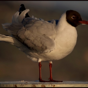 Test with the Nikkor Q 200 f4