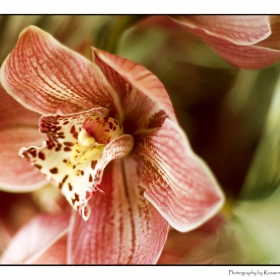 Cimbidium