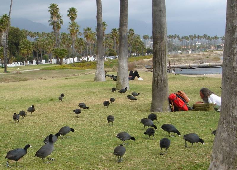 at the Santa Barbara
