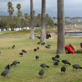 at the Santa Barbara
