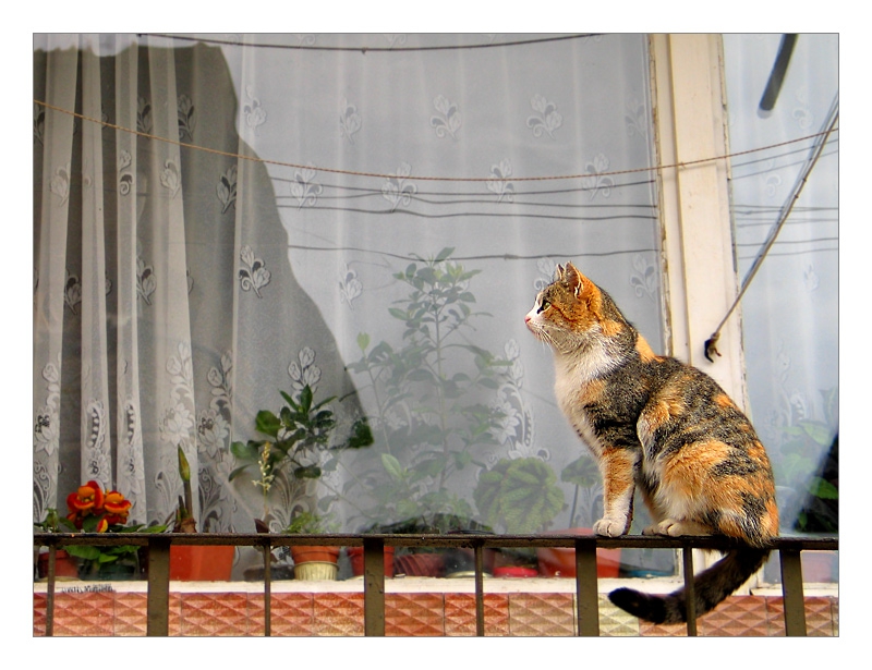 котешки портрети VI