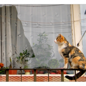 котешки портрети VI