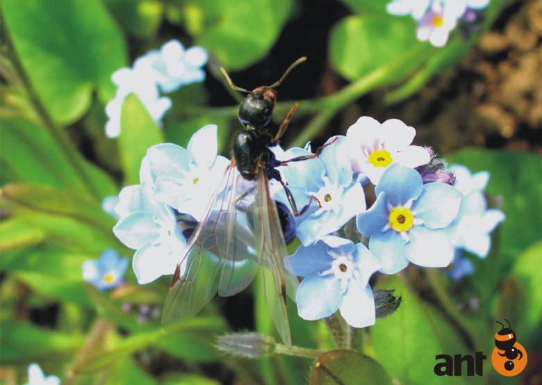 ant-fly