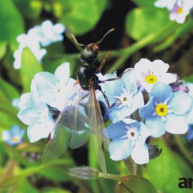 ant-fly