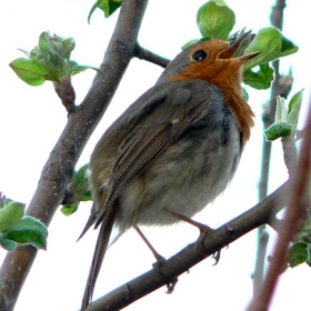 Erithacus rubecula