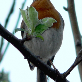 Erithacus rubecula