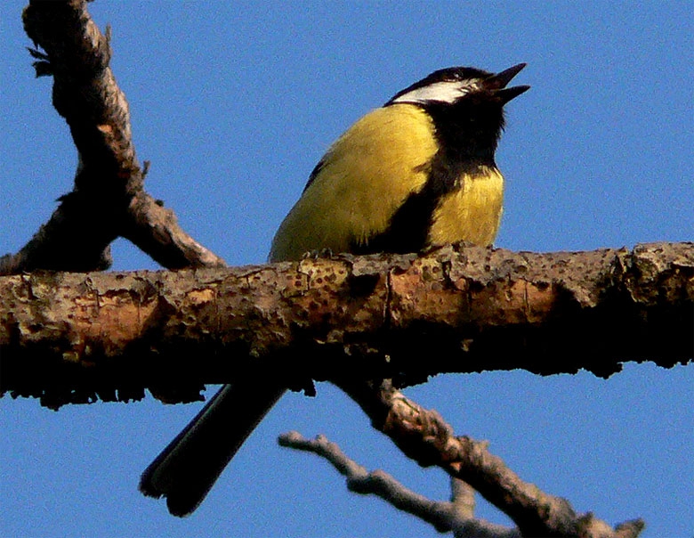 Parus major